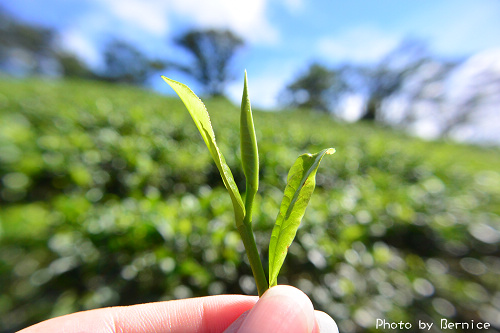 1104 2-綠光農園15
