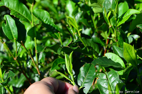 1104 2-綠光農園06