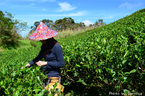 1104 2-綠光農園05