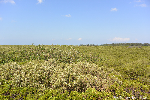 1017 5-紅樹林11