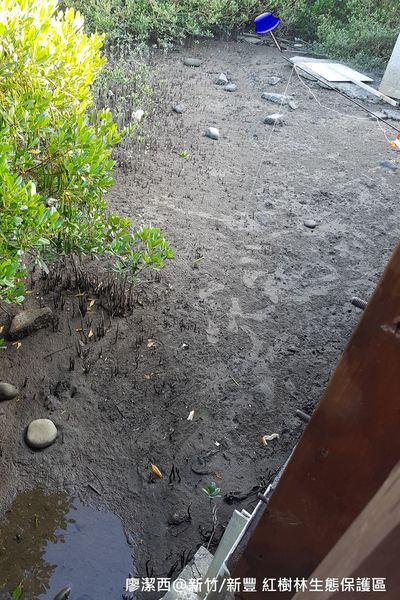 【新竹/新豐】紅毛港生態休憩區
