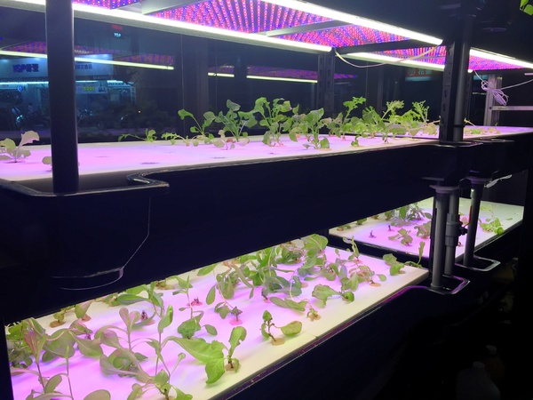 TIGER PASTA-太革義廚:TIGER PASTA 太革義廚