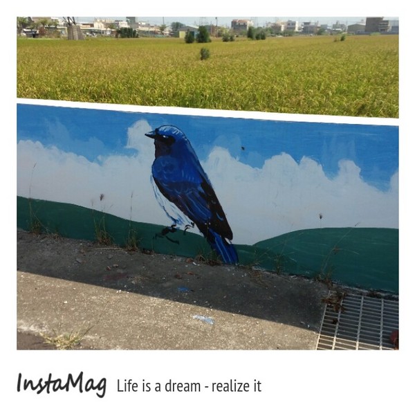 沙鹿福田社區彩繪村：【台中景點】沙鹿福田社區彩繪村