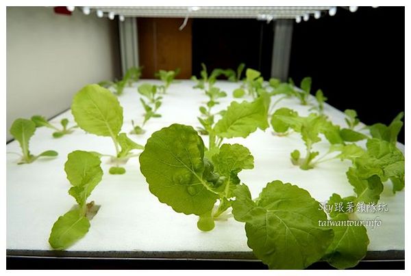 花路米親子庭園民宿：吉安鄉有溫度的【花路米親子庭園民宿 Follow Me B&B】