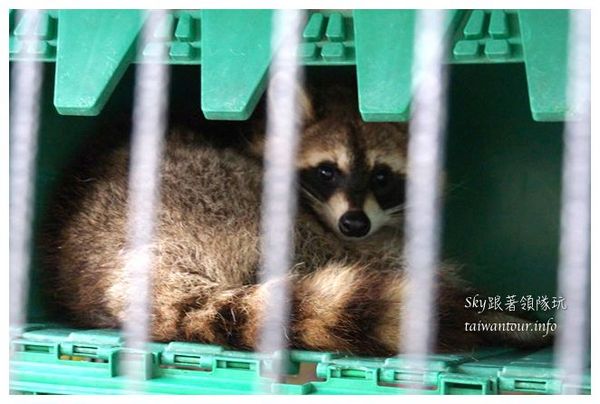 花路米親子庭園民宿：吉安鄉有溫度的【花路米親子庭園民宿 Follow Me B&B】