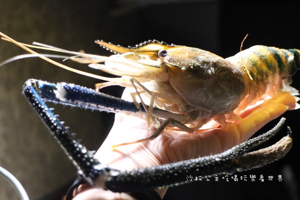 燒惑日式炭火燒肉(中和分店)：中和吃到飽『燒惑日式炭火燒肉』火烤/燒烤/宵夜/景安捷運站