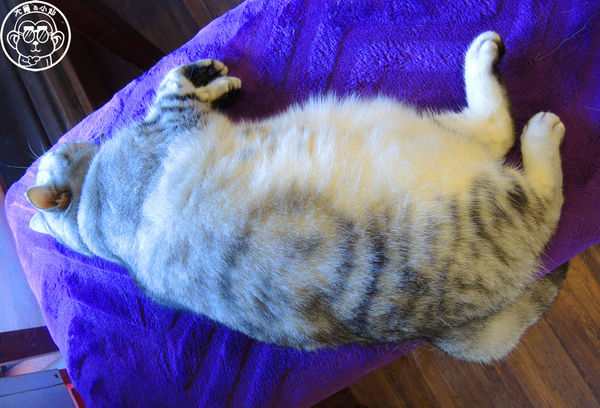 卡比咖啡：呷飽祙【新竹･卡比咖啡Catbii】一群貓星人陪用餐