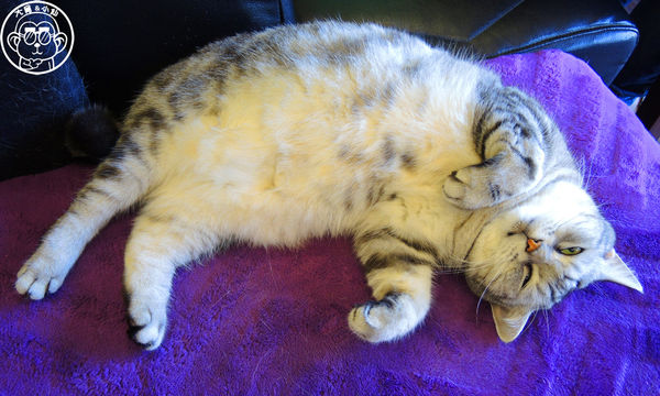 卡比咖啡：呷飽祙【新竹･卡比咖啡Catbii】一群貓星人陪用餐