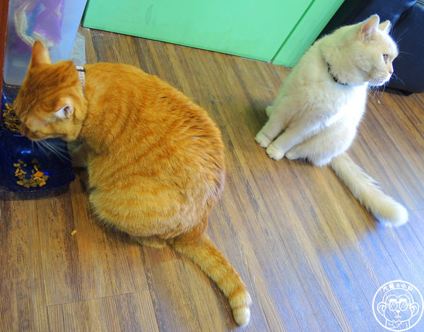 卡比咖啡：呷飽祙【新竹･卡比咖啡Catbii】一群貓星人陪用餐