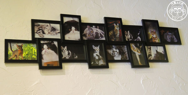 卡比咖啡：呷飽祙【新竹･卡比咖啡Catbii】一群貓星人陪用餐