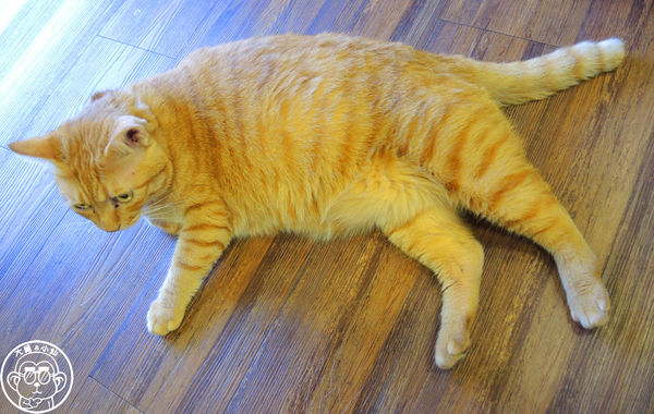 卡比咖啡：呷飽祙【新竹･卡比咖啡Catbii】一群貓星人陪用餐