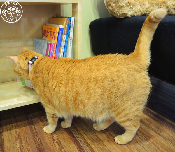 卡比咖啡：呷飽祙【新竹･卡比咖啡Catbii】一群貓星人陪用餐