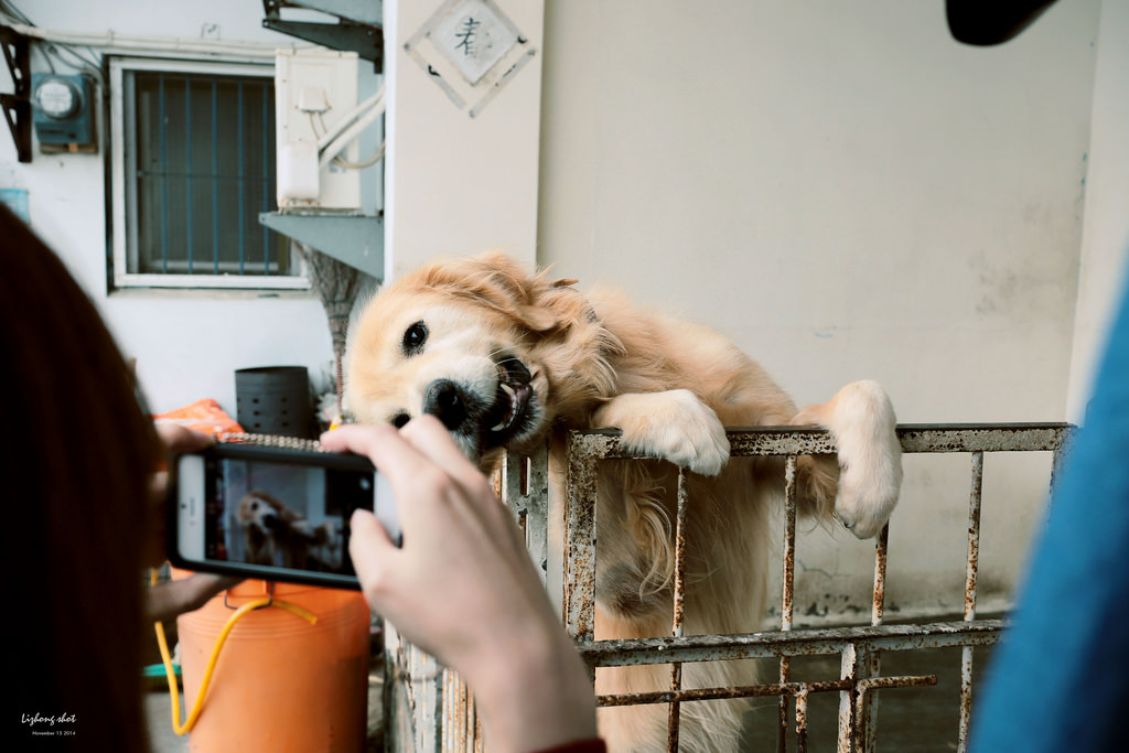 桃園地景藝術探訪