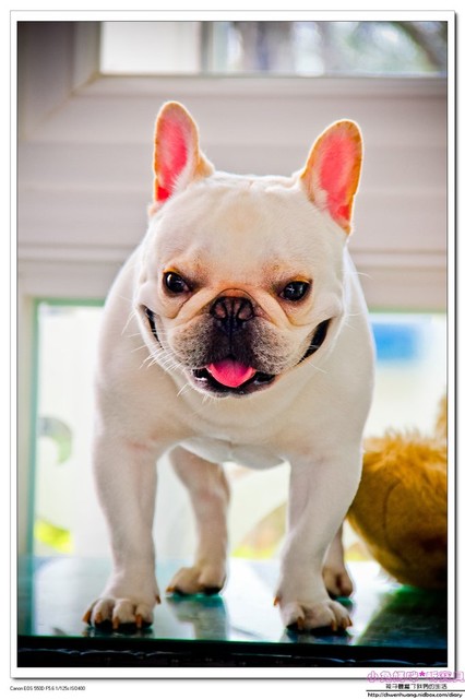 3號咖啡:【美食♥ 桃園】☼ 新屋3號咖啡☼ 親子寵物友善餐廳,風景美餐點好吃,孩子也玩得很開心♥♥