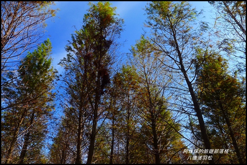 八德落羽松21.JPG