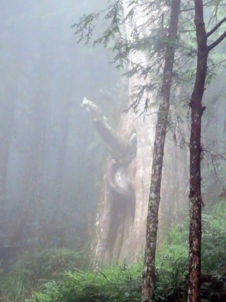 【宜蘭旅遊】馬告生態公園神木園-千年歲月,歷史見證