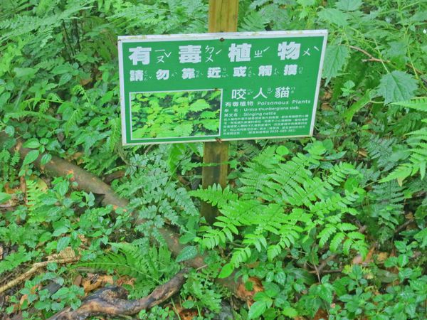 【宜蘭旅遊】馬告生態公園神木園-千年歲月,歷史見證