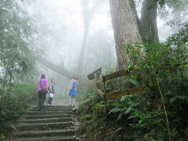【宜蘭旅遊】馬告生態公園神木園-千年歲月,歷史見證
