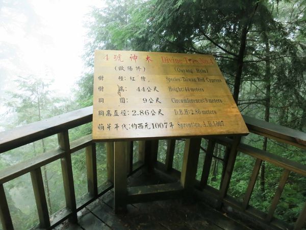 【宜蘭旅遊】馬告生態公園神木園-千年歲月,歷史見證