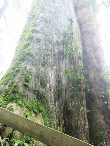 【宜蘭旅遊】馬告生態公園神木園-千年歲月,歷史見證