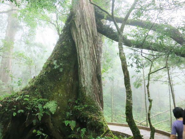【宜蘭旅遊】馬告生態公園神木園-千年歲月,歷史見證