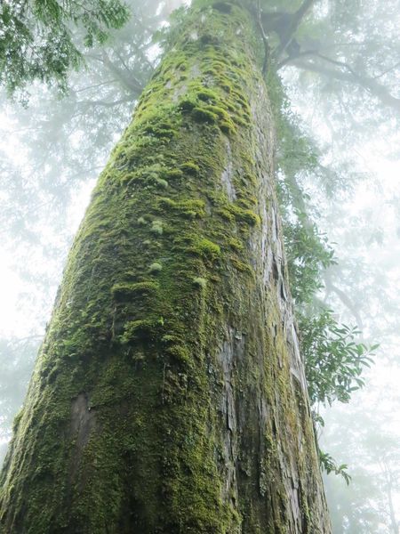 【宜蘭旅遊】馬告生態公園神木園-千年歲月,歷史見證