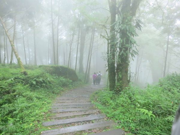 【宜蘭旅遊】馬告生態公園神木園-千年歲月,歷史見證