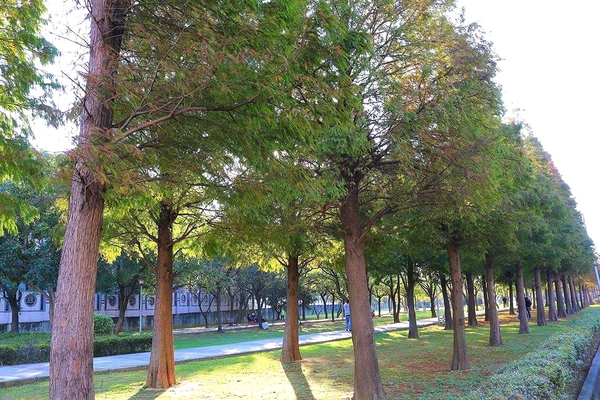 桃園玉山公園:【桃園景點】桃園玉山公園~落雨松秘境大道/桃園賞落雨松的熱門景點之一