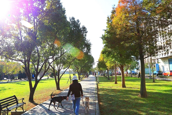 桃園玉山公園:【桃園景點】桃園玉山公園~落雨松秘境大道/桃園賞落雨松的熱門景點之一
