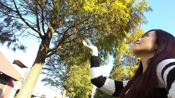 桃園玉山公園:【桃園景點】桃園玉山公園~落雨松秘境大道/桃園賞落雨松的熱門景點之一