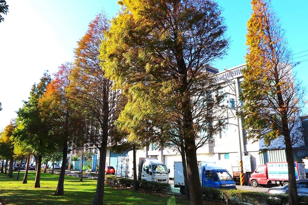 桃園玉山公園:【桃園景點】桃園玉山公園~落雨松秘境大道/桃園賞落雨松的熱門景點之一