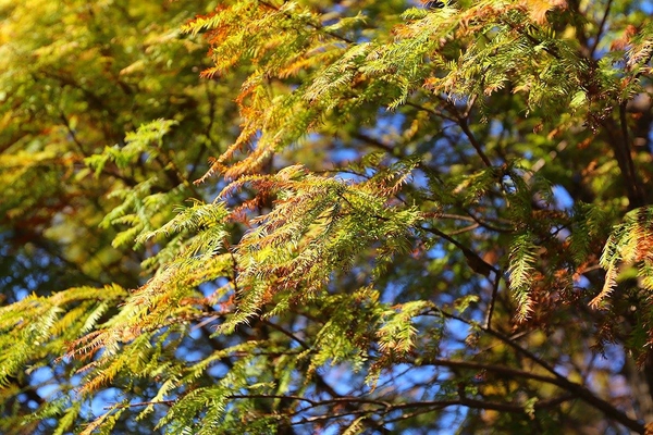 桃園玉山公園:【桃園景點】桃園玉山公園~落雨松秘境大道/桃園賞落雨松的熱門景點之一