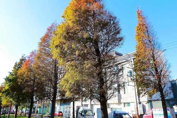 桃園玉山公園:【桃園景點】桃園玉山公園~落雨松秘境大道/桃園賞落雨松的熱門景點之一