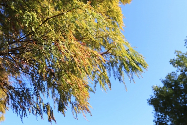 桃園玉山公園:【桃園景點】桃園玉山公園~落雨松秘境大道/桃園賞落雨松的熱門景點之一