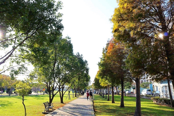 桃園玉山公園:【桃園景點】桃園玉山公園~落雨松秘境大道/桃園賞落雨松的熱門景點之一