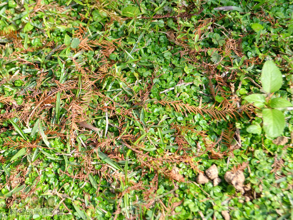 玉山公園05-草皮上的落羽松落葉