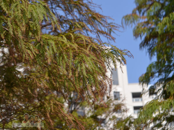 玉山公園10-樹梢上綠漸轉黃褐色的落羽松葉