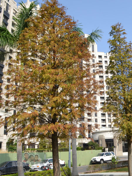 玉山公園12-已轉為紅褐色的落羽松