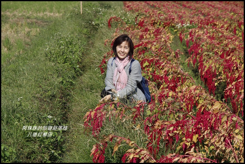 八德紅藜田2.JPG
