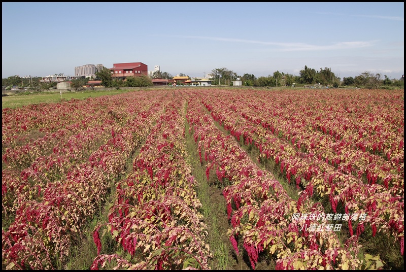 八德紅藜田8.JPG