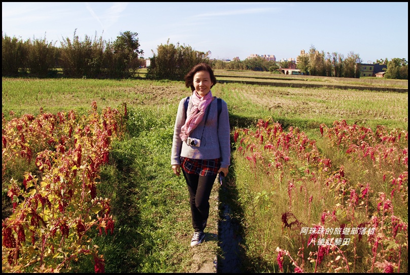 八德紅藜田4.JPG