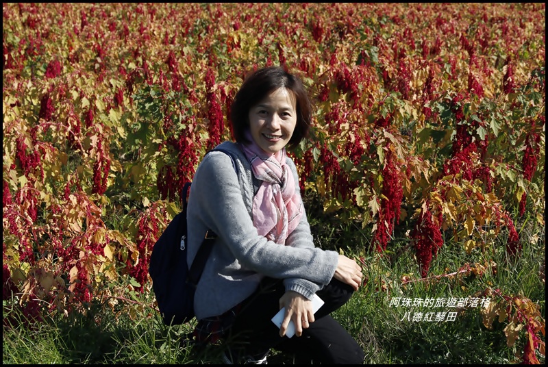 八德紅藜田1.JPG