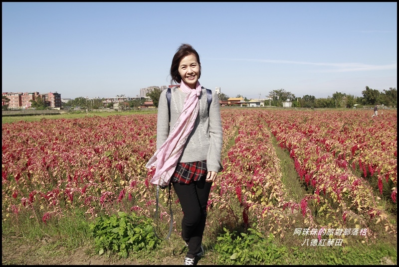 八德紅藜田6.JPG