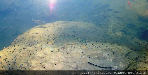 南投埔里魚池民宿 九樹森林創意窯烤PIZZA