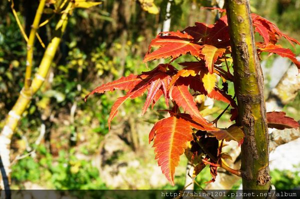 南投埔里魚池民宿 九樹森林創意窯烤PIZZA