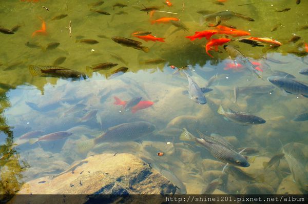 南投埔里魚池民宿 九樹森林創意窯烤PIZZA