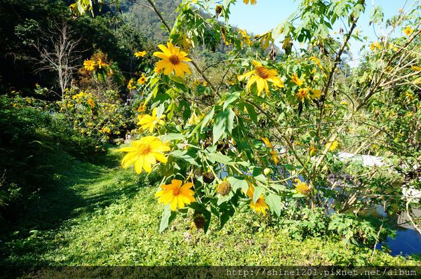 南投埔里魚池民宿 九樹森林創意窯烤PIZZA