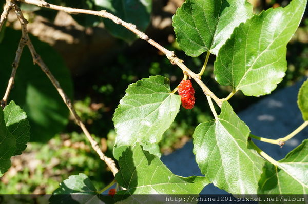 南投埔里魚池民宿 九樹森林創意窯烤PIZZA