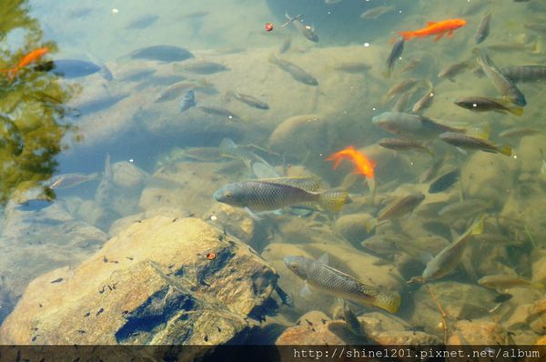 南投埔里魚池民宿 九樹森林創意窯烤PIZZA