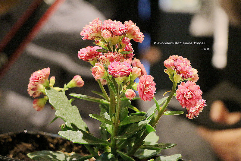 Alexander's 亞歷山大法式甜點107